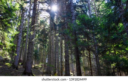 sun rays in green forest