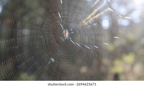 Sun rays illuminate the web. Forest, August 2025.