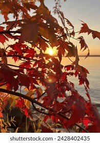 Sun rays in the leaf of Canadian maple . A romantic evening by the lake.
