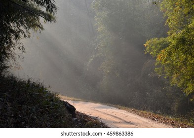 Sun Rays Of Light In Kanha National Park -India