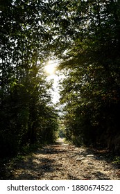 sun rays of light through forest, digital photo picture as a background