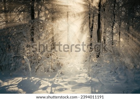 Similar – Foto Bild Wintersonne Natur