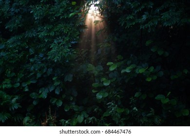 Sun rays in a misty forest