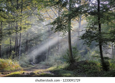Sun rays on a misty morning in Burgundy Yonne French woodland - Powered by Shutterstock