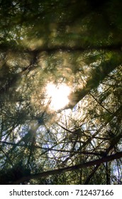 Sun Rays Over Trees