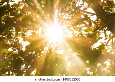 Sun rays pass through foliage trees. Beautiful nature wild landscape sunrise with trees. Lens flare and sun natural sunny background.