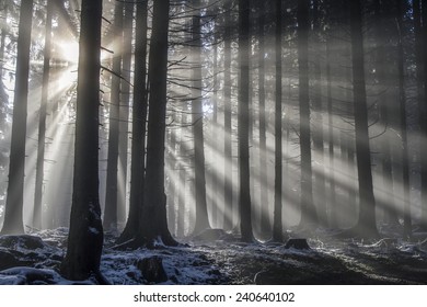 Sun rays pass through the misty mountain forest
