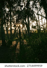 Sun Rays Passing Through Forest Trees Creating Dramatic Light and Shadow