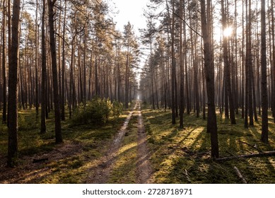 Sun rays passing through trees in a coniferous forest in Poland.