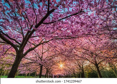 Sun Rays Peep Through A Lavish, Pink Flowers Blanket Underneath A Sakura Cherry Alley Or Boulevard Bearing Life, Renewal And Rebirth Concepts. The Tree Or Flower Tunnel Shelter People In The Distance