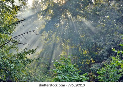Sun rays penetrate the trees in the forest