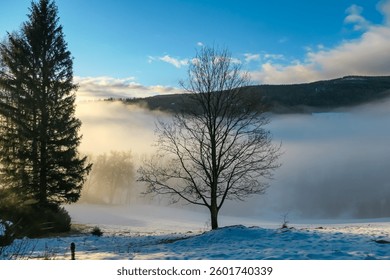 Sun rays pierce through tall firs, casting a golden glow over snowy, fog-filled valley at Seinerkreuz, Packalpe, Austria. Bare tree stands silhouetted against misty backdrop. Winter wonderland