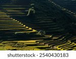 Sun rays piercing through clouds, illuminating the lush green and golden terraced rice fields in the mountains. A breathtaking scene of nature and agriculture, highlighting the serene beauty of rural 