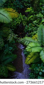Sun Rays Piercing Through the Misty Canopy of the Cloud Forest in the Mountains of Costa Rica