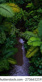 Sun Rays Piercing Through the Misty Canopy of the Cloud Forest in the Mountains of Costa Rica