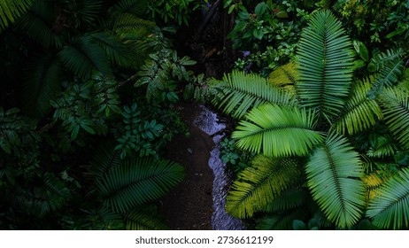 Sun Rays Piercing Through the Misty Canopy of the Cloud Forest in the Mountains of Costa Rica