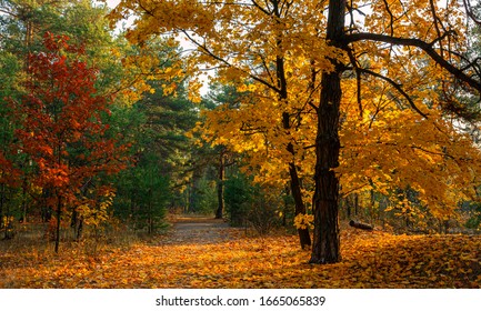 Sun rays play in the branches of trees. Autumn forest. Autumn colors. Morning. Walk in the woods.