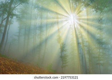 sun rays push through misty forest on mount slope