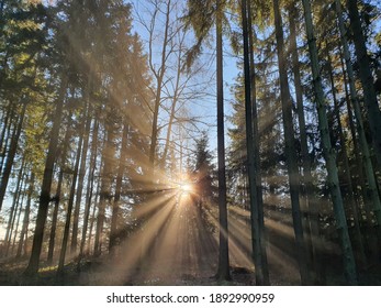 sun rays reflection at forest trees