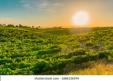 The Sun And It's Rays Shine On  A Temecula California Vineyard At Sunset.