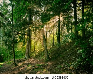 The sun rays shine through the haze in the summer forest in the morning