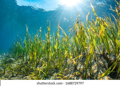 Sun Rays Shine Through Sea Grass In The Shallows