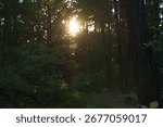 Sun rays shine through the tree branches. Forest landscape. Trail through the forest. Beautiful sun flare.