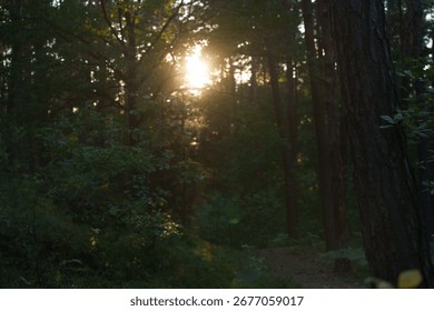 Sun rays shine through the tree branches. Forest landscape. Trail through the forest. Beautiful sun flare.