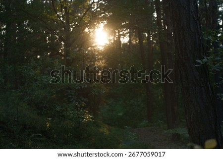 Sun rays shine through the tree branches. Forest landscape. Trail through the forest. Beautiful sun flare.