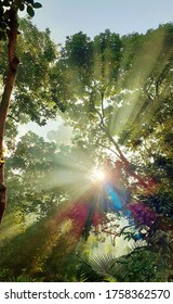 Sun rays shine through trees. Panoramic view