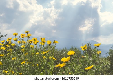 Sun rays shining behind the clouds upon field of yellow-weed 