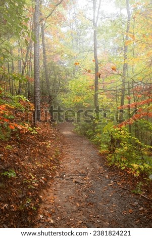 Sun rays shining through Autumn forest, Pisgah National Park, Western North Carolina