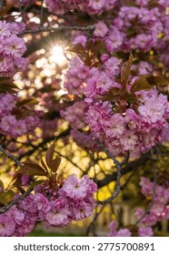 Sun rays shining through blooming pink cherry blossoms. Spring floral background, soft light, delicate petals, natural beauty and seasonal nature concept.
