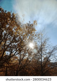 Sun rays shining through a canopy of fall trees with colorful leaves against a blue sky