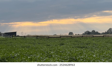 Sun rays are shining through clouds over a soybean field and fence at sunset
