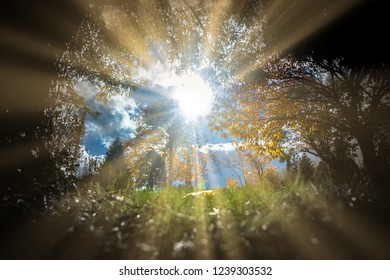 Sun Rays Shining Through Forest.