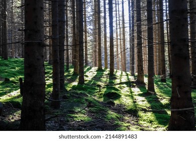 Sun rays shining through a forest in the Seckau Alps ins Styria, Austria, Europe. Beams of light pierce a dark, imposing  woodland. Morning sunrise light in European alps pine forest. Moss overgrown
