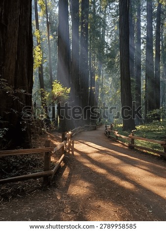 Sun Rays Shining Through Tall Trees at Muir Woods National Monument, California