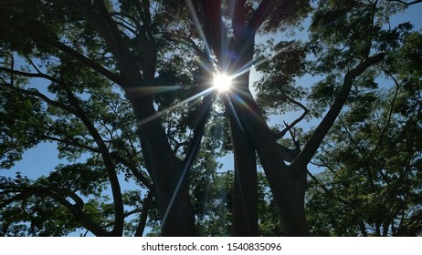 Sun rays shining through tree branches during sunset at a park.
