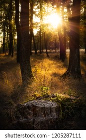 Sun rays shining through the trees in a forest during sunset and the light is falling on a tree stump.