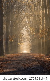 Sun rays shining through the trees in the forrest on an autumn morning.