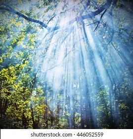 Sun rays shining through trees ,nature background 