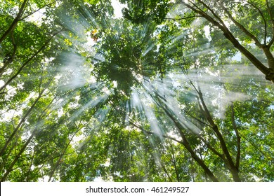 Sun rays shining through trees
