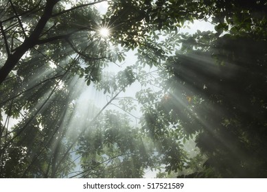 Sun rays shining through trees ,nature background