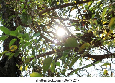 Sun rays shining through trees ,nature background