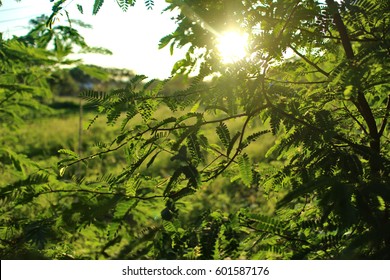  Sun rays shining through trees ,nature background