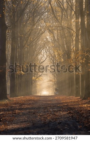 Sun rays shining through the trees in the forrest on an autumn morning.