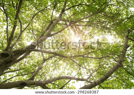 Sun rays shining through trees ,nature background