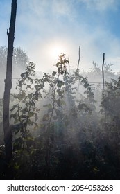sun rays in smoke over raspberry bushes in garden in autumn