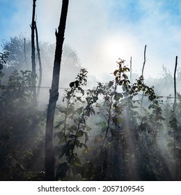 sun rays in smoke over raspberry canes in garden in autumn